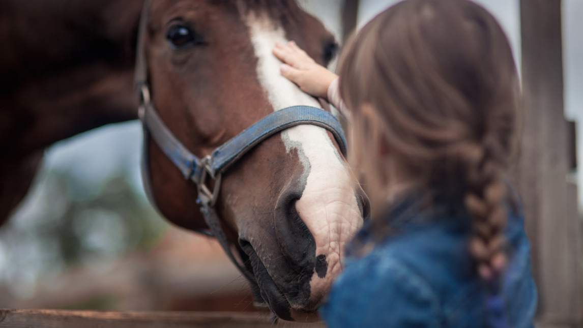 En liten flicka klappar en brun och vit häst.