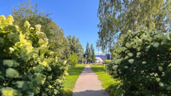 Grusad gångstig genom grönskade parkområde.