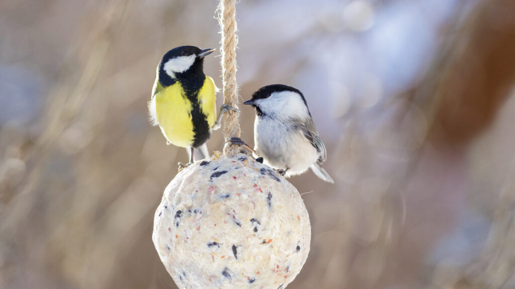Två småfåglar sitter på en fågelmatare.